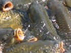 carp feeding frenzy